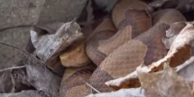 Louisville snake